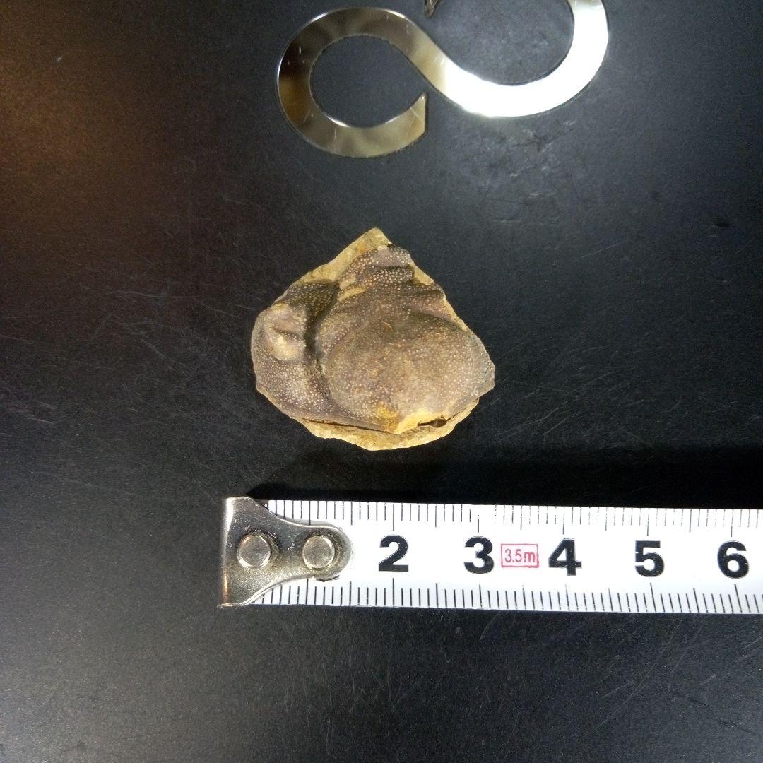 三葉虫　南米産　化石　fossil　ボリビア産　trilobite　南米化石郡⑦
