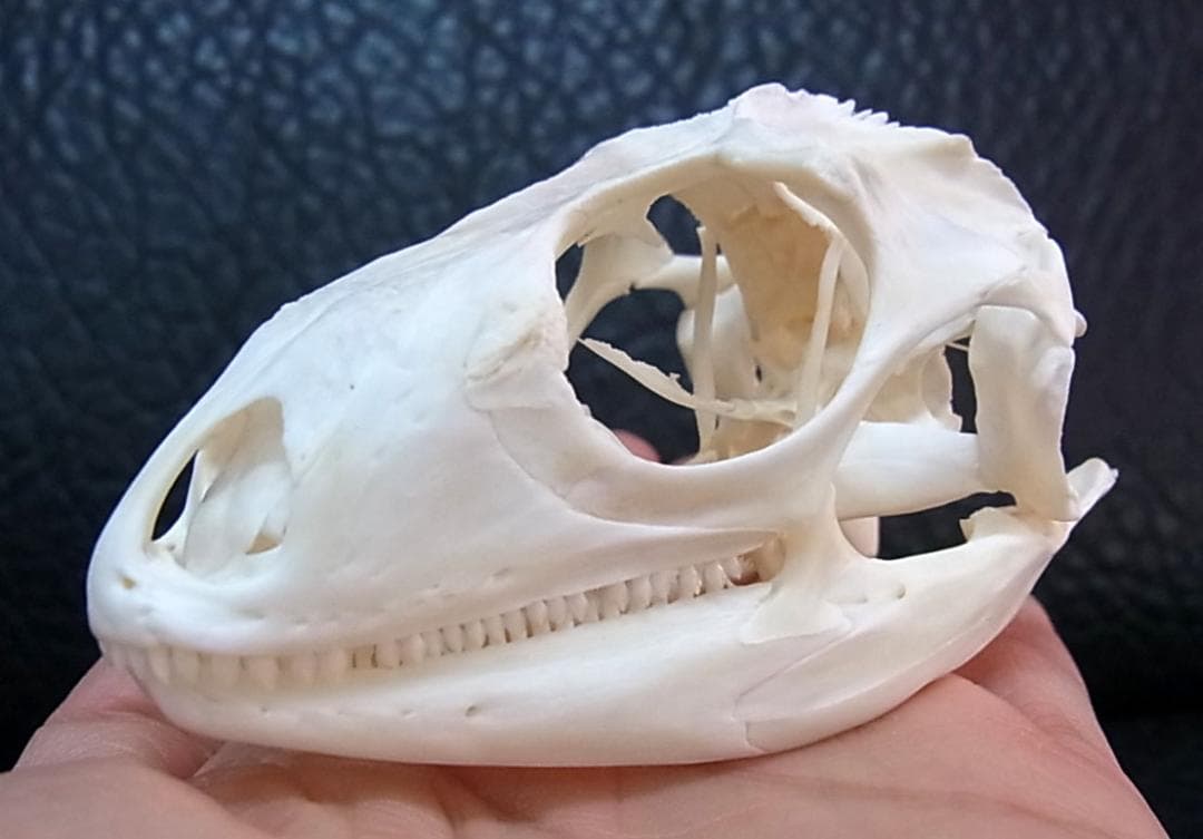 良品！グリーンイグアナの頭骨 Mサイズ（8.5ｃｍ）