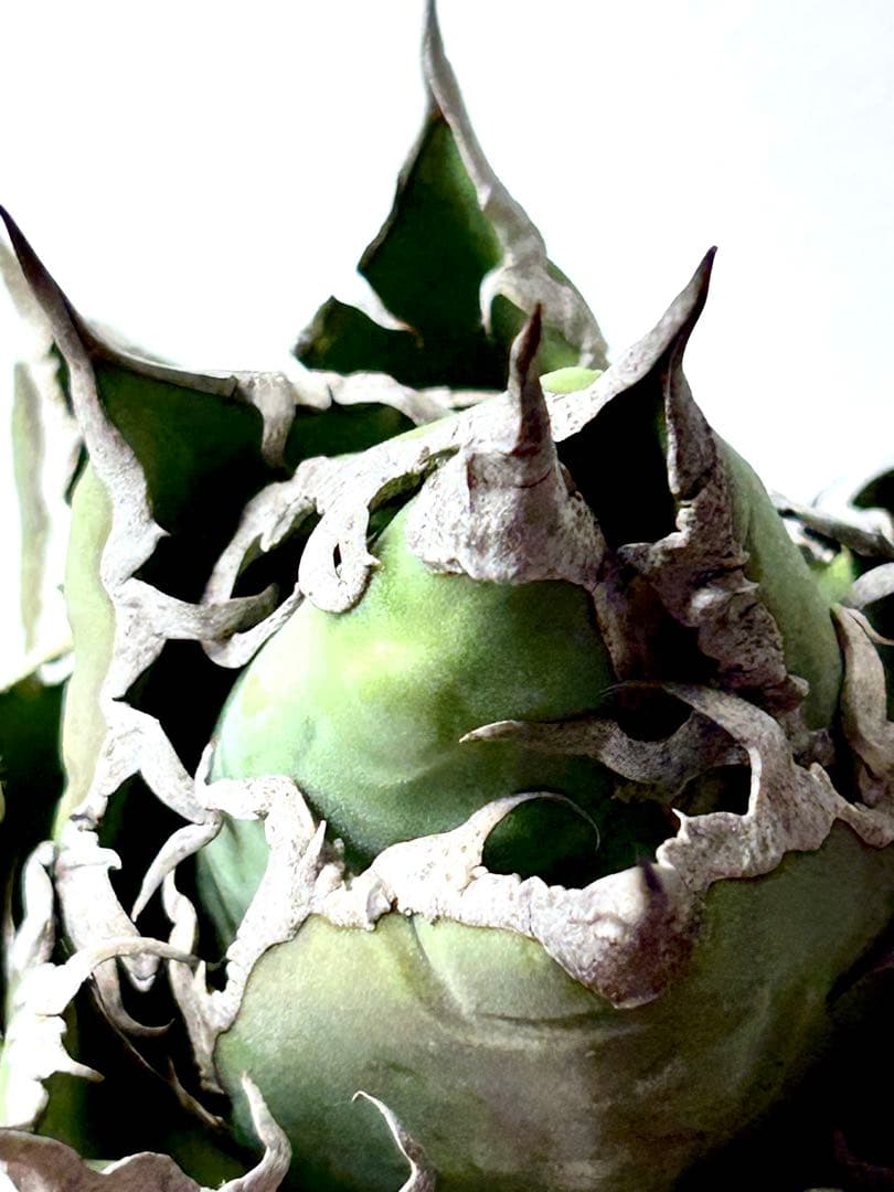 【コレクション】アガベ　チタノタ　シーザー　凱撒　ボールタイプ　No.24