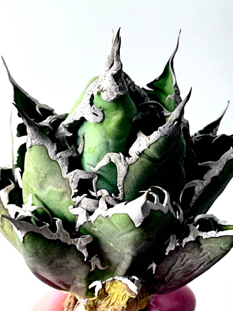 【コレクション】アガベ　チタノタ　シーザー　凱撒　ボールタイプ　No.24