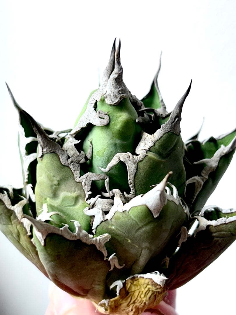 【コレクション】アガベ　チタノタ　シーザー　凱撒　ボールタイプ　No.24