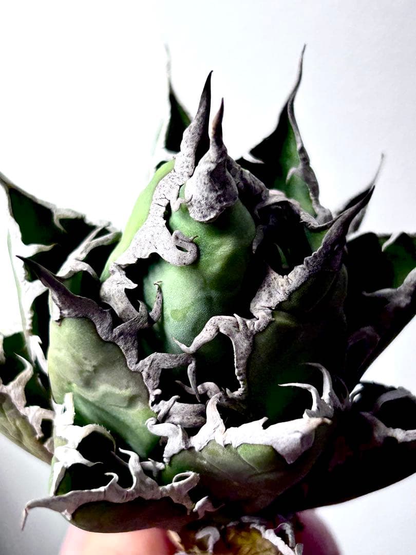 【コレクション】アガベ　チタノタ　シーザー　凱撒　ボールタイプ　No.24