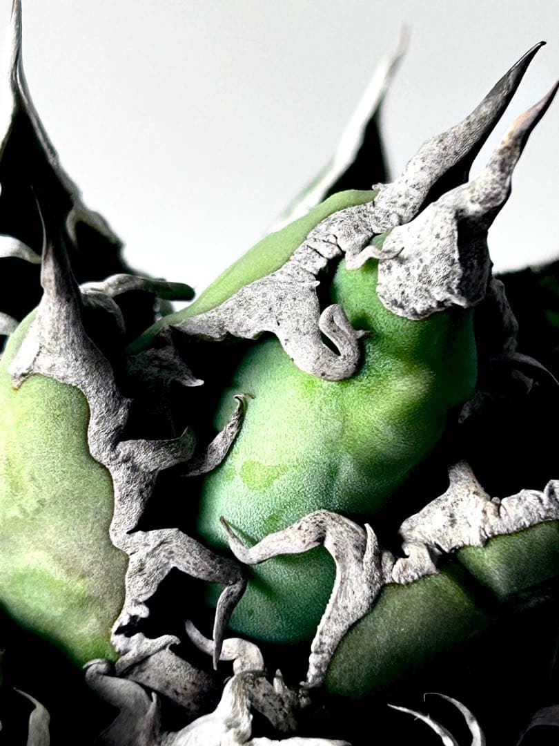 【コレクション】アガベ　チタノタ　シーザー　凱撒　ボールタイプ　No.24