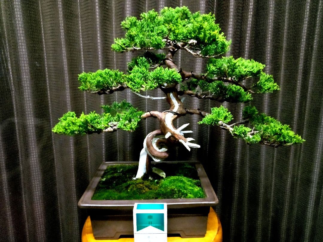 【中品　糸魚川真柏盆栽】fangking