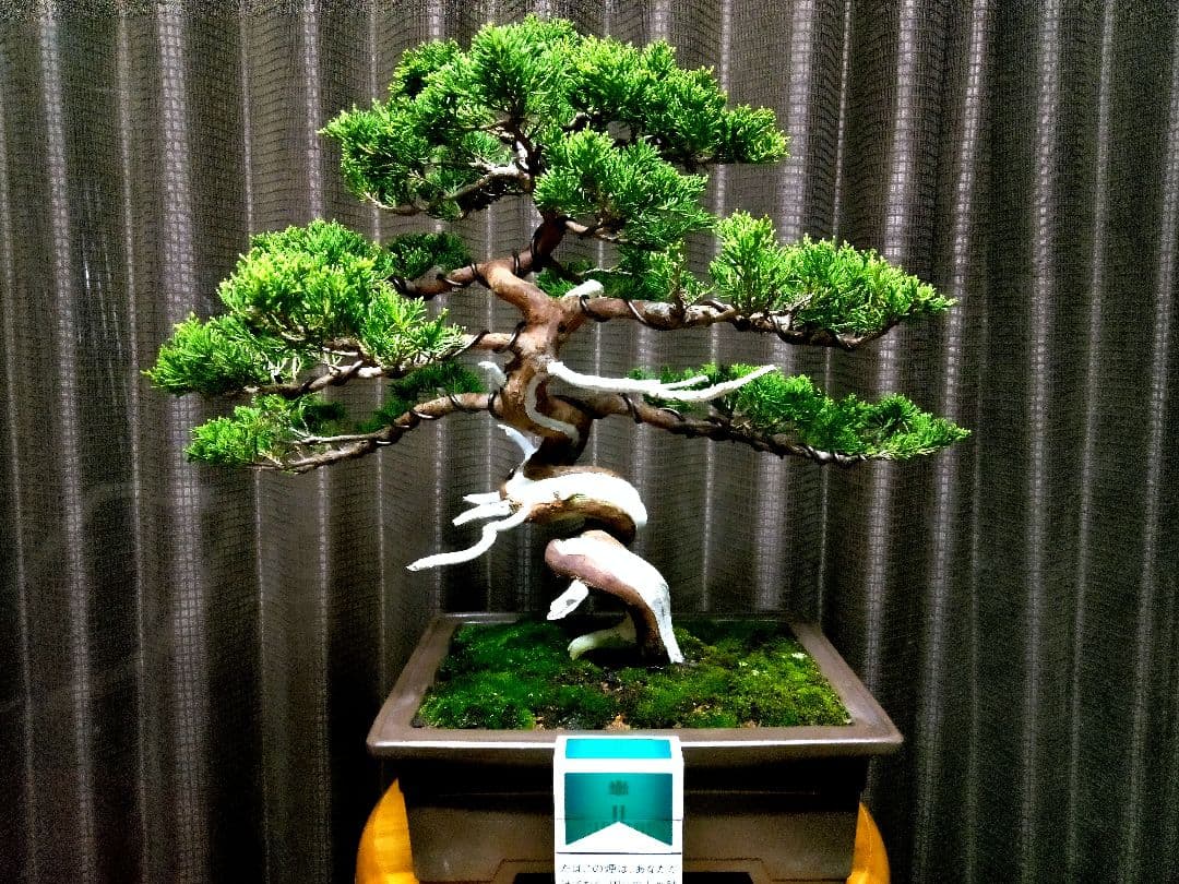 【中品　糸魚川真柏盆栽】fangking