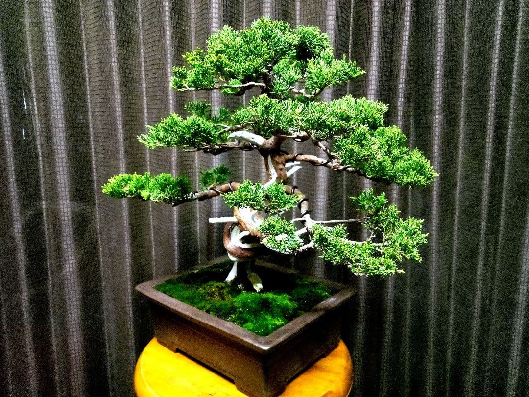 【中品　糸魚川真柏盆栽】fangking