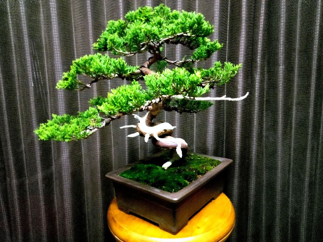 【中品　糸魚川真柏盆栽】fangking