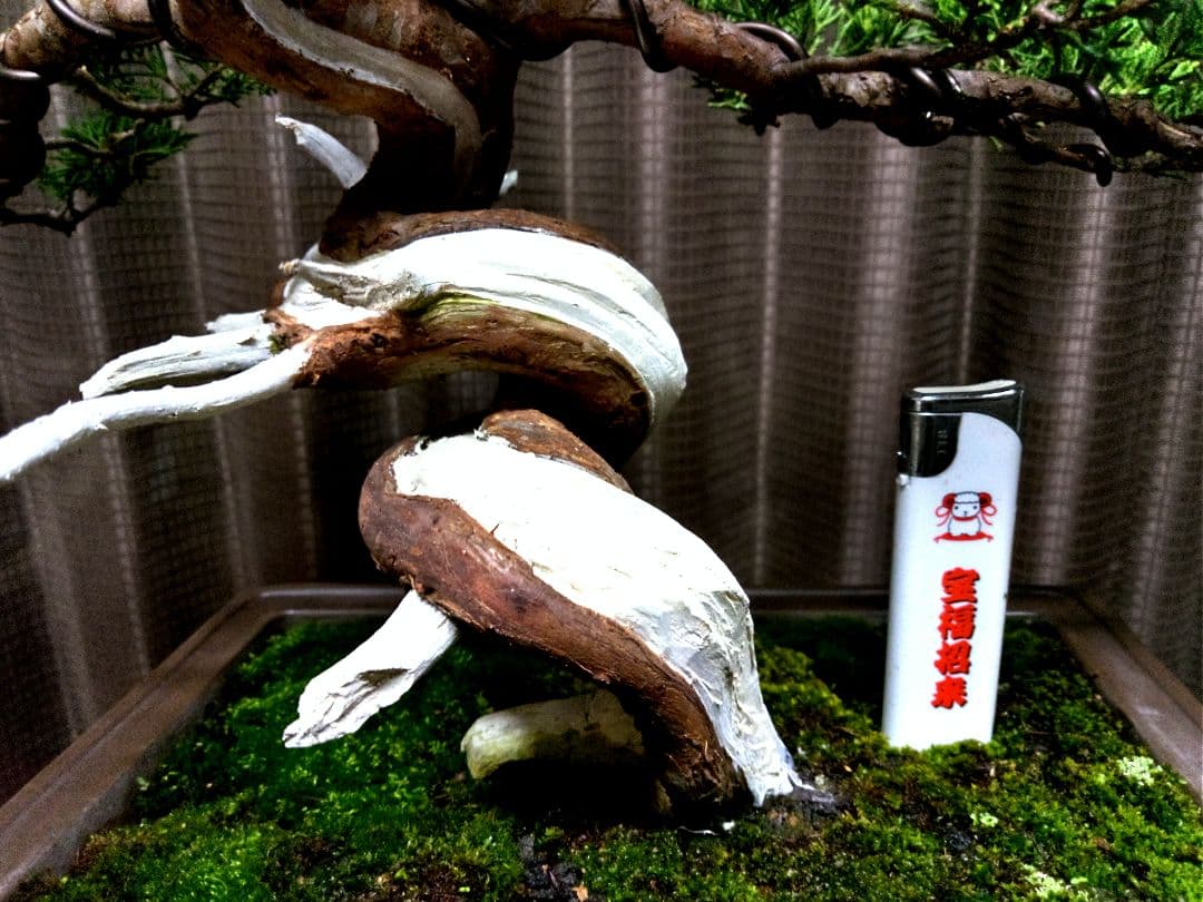 【中品　糸魚川真柏盆栽】fangking