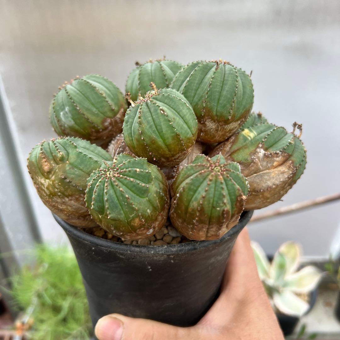 ユーフォルビア　オベサ梵天