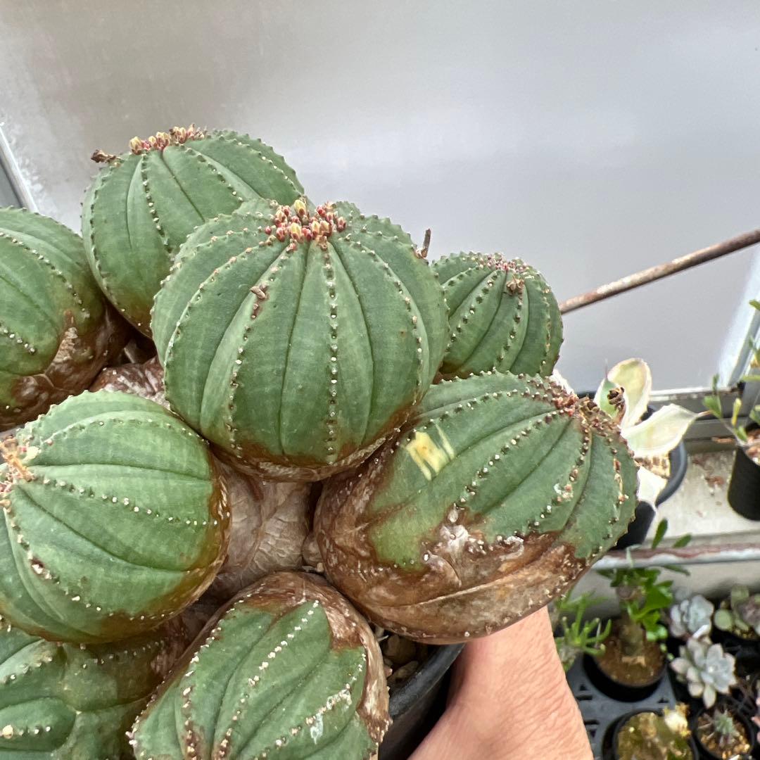 ユーフォルビア　オベサ梵天