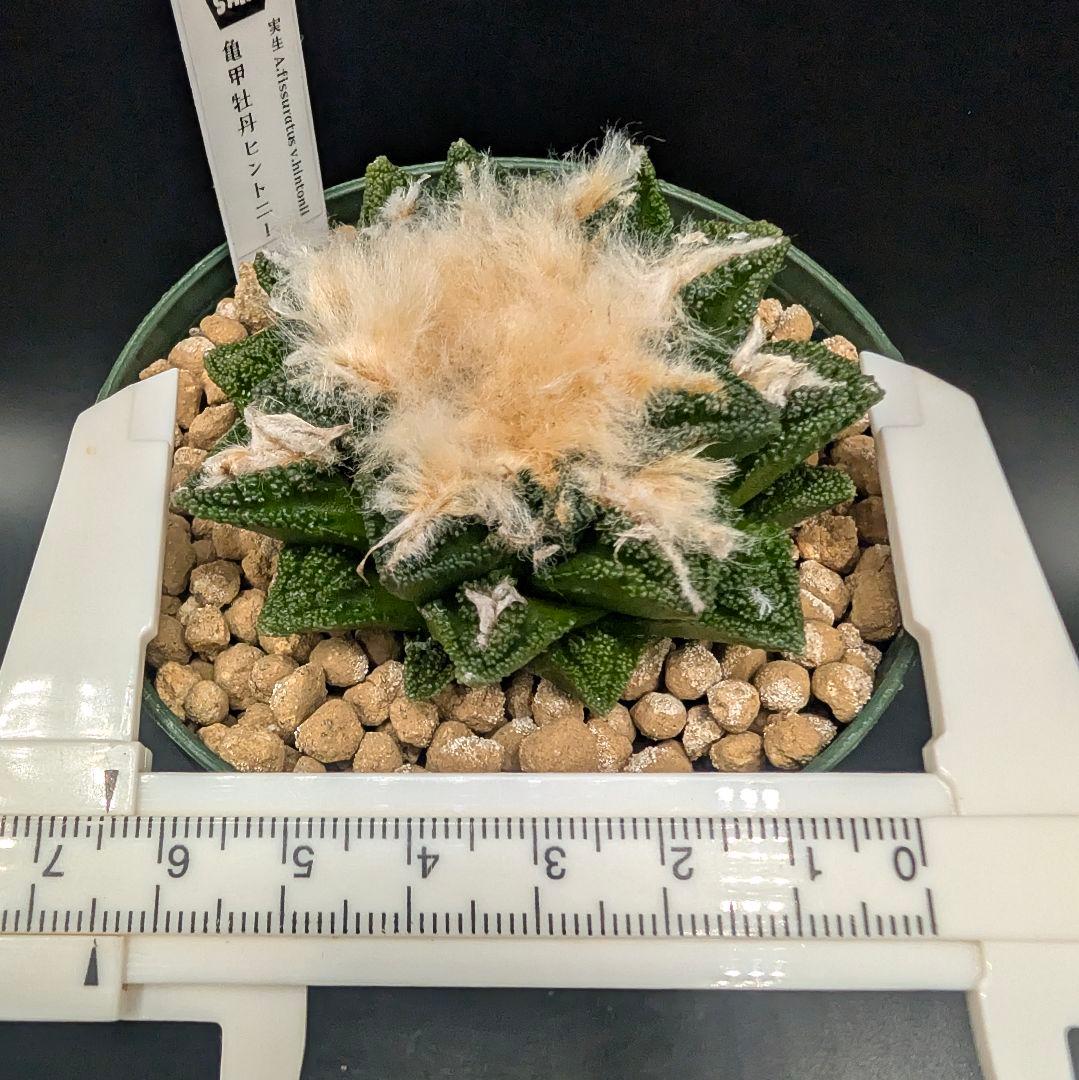 サ*生様 亀甲牡丹ヒントニー 国内実生 鉢植え メルカリ便送料込み