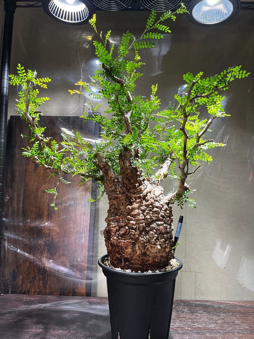 オペルクリカリア　パキプス　発根済み