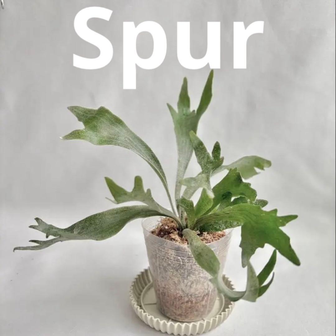 【メルカリ便】P. Willinckii Spur(TC) 【23】