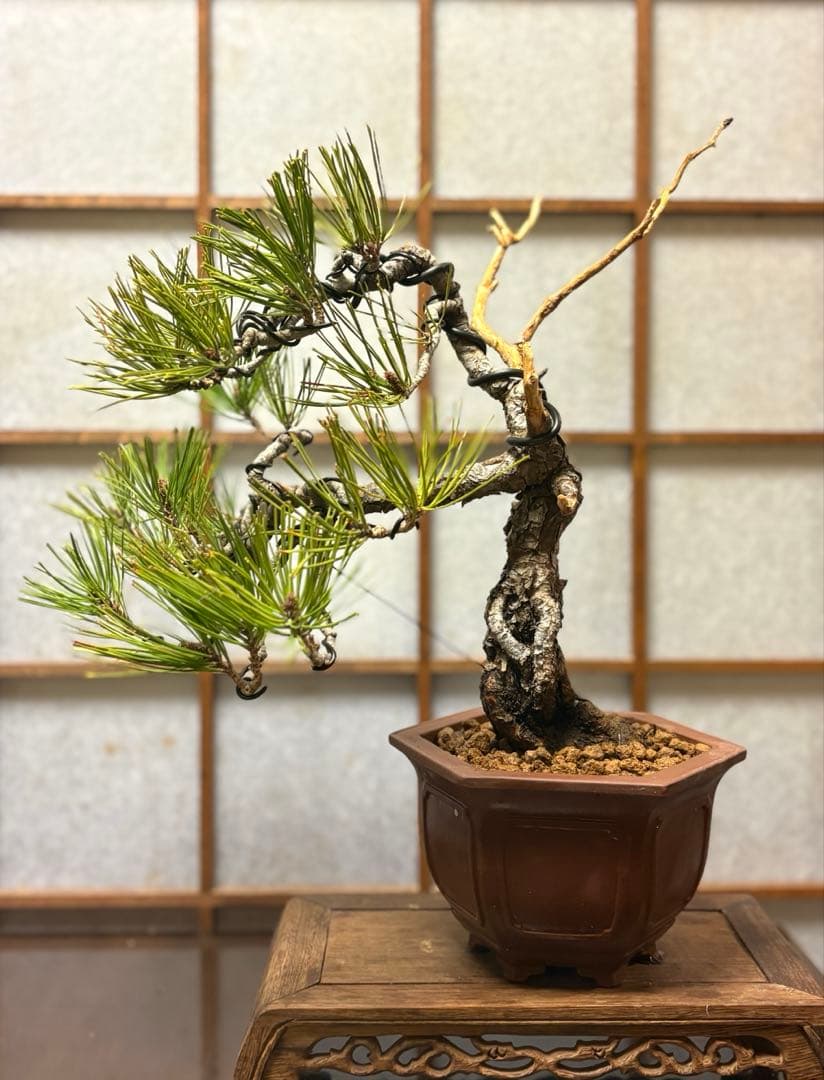 赤松盆栽❗️フォロワー様170人記念❗️値下げ❗️根上がり盆栽❗️黒松盆栽真柏盆栽