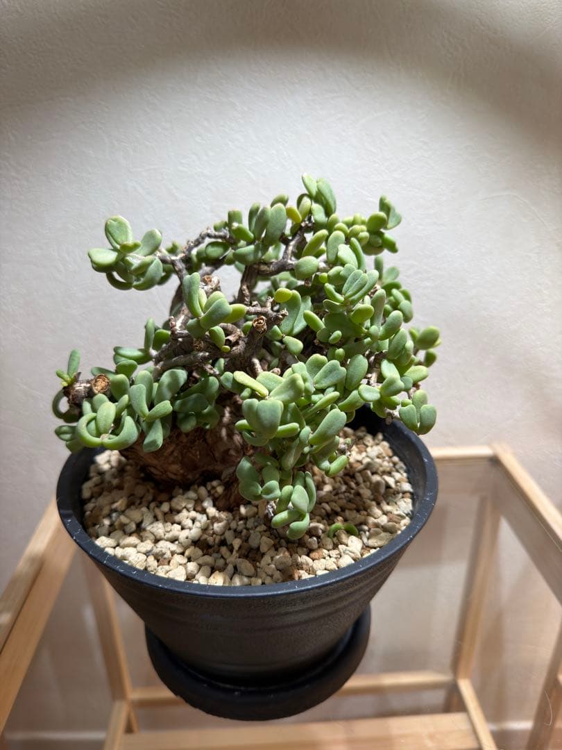 ケラリアピグマエア