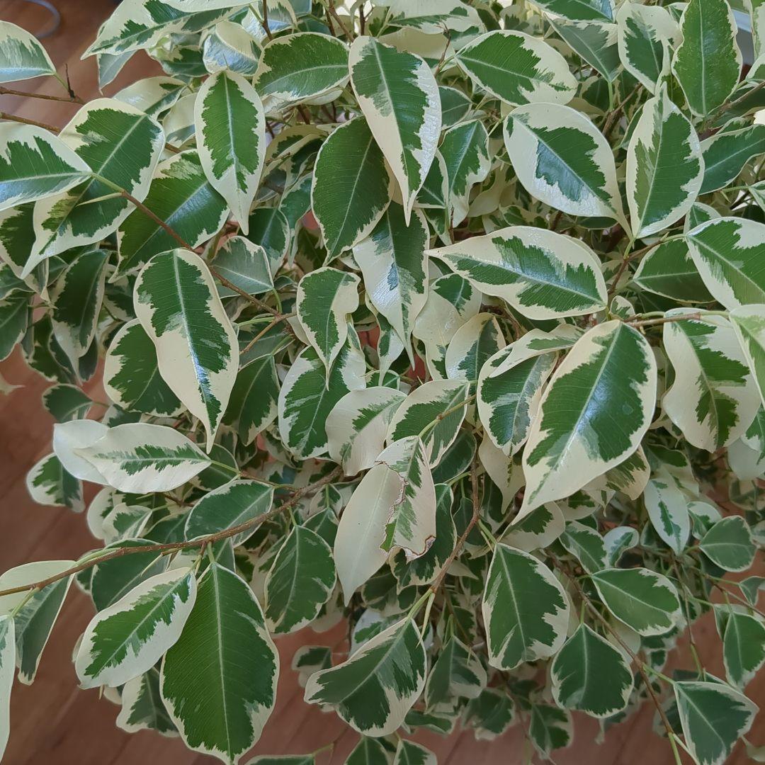 観葉植物　フィカスベンジャミナ・スターライトビューティークイーン　ねじり　7号