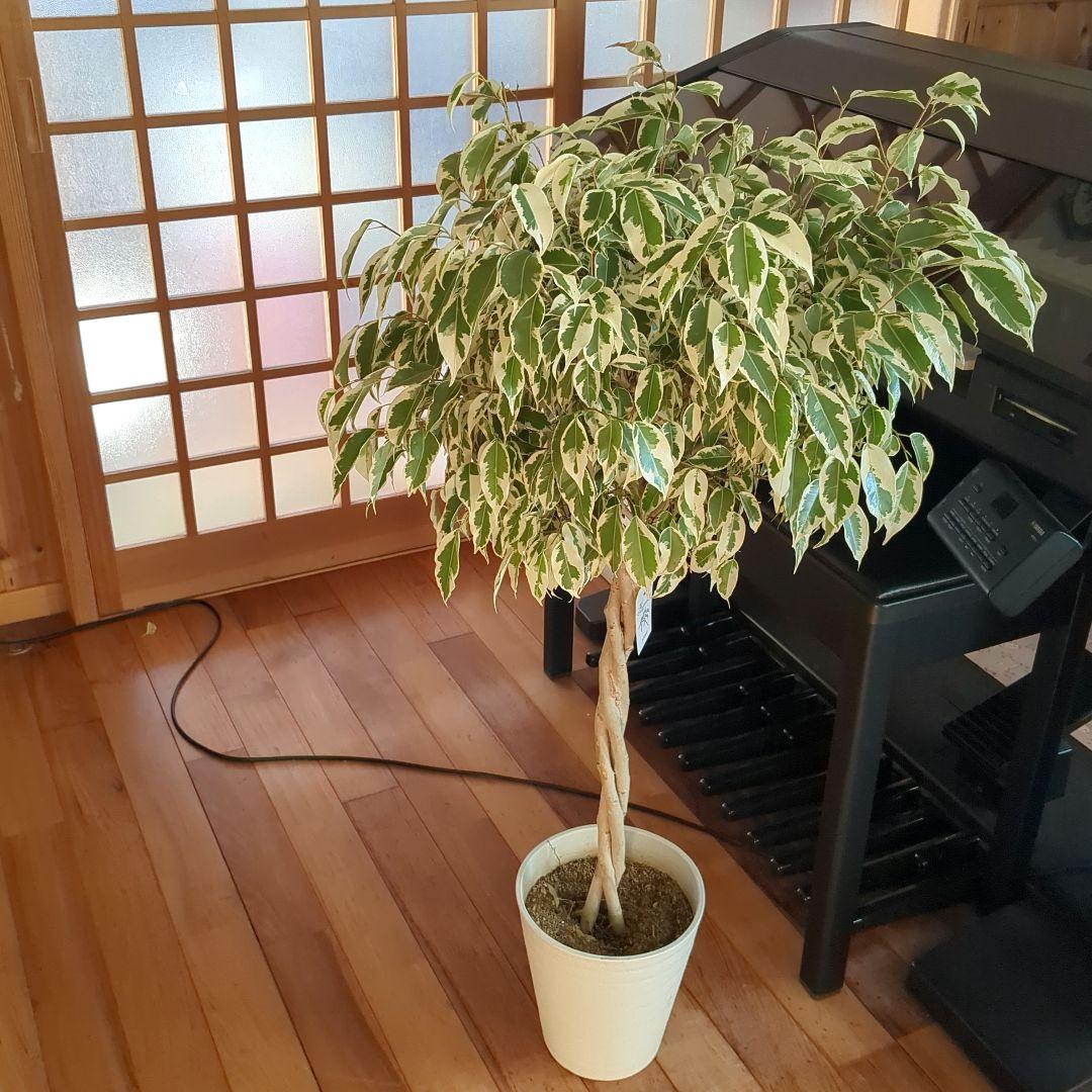 観葉植物　フィカスベンジャミナ・スターライトビューティークイーン　ねじり　7号