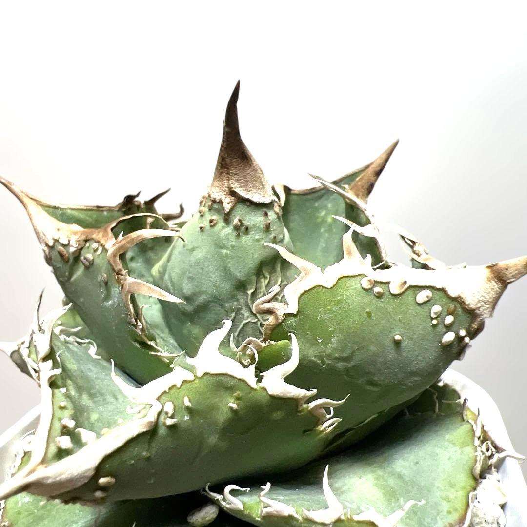 アガベ 鉢植発送 ブツブツ系 ノーネーム 極上血統 スペシャル個体 超特選株