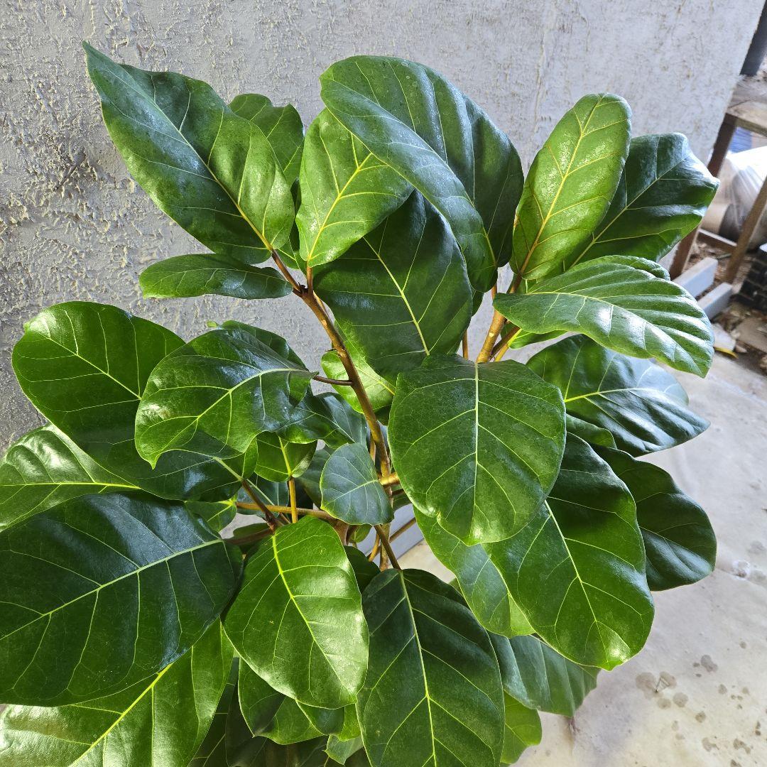 ①　フィカス　アフリカンプリンセス　曲がり仕立て８号最高等級極上品‼️希少品種