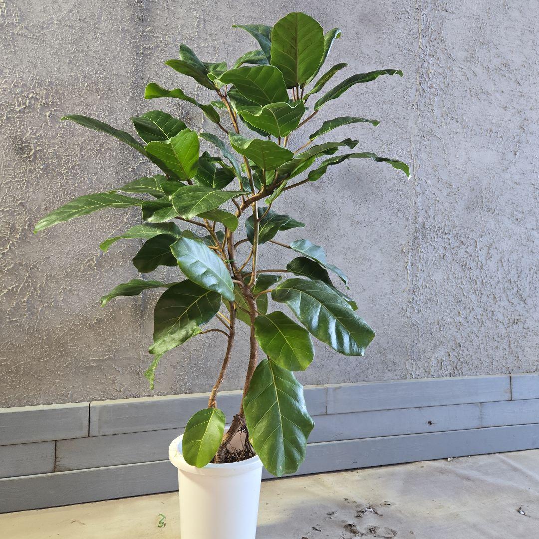 ①　フィカス　アフリカンプリンセス　曲がり仕立て８号最高等級極上品‼️希少品種