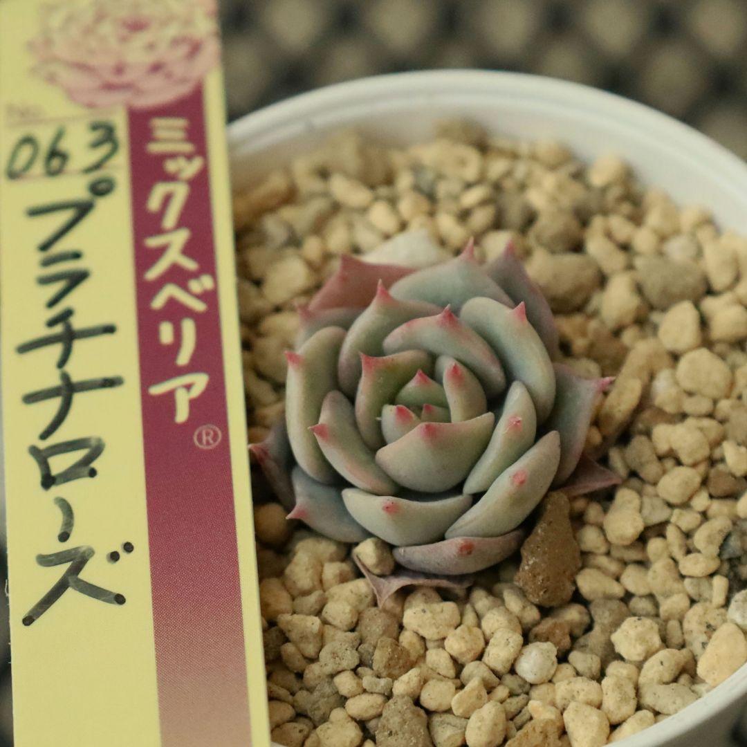 【おらいさん苗 】そわそわ、白玉美尼ほか10苗セット（多肉植物）