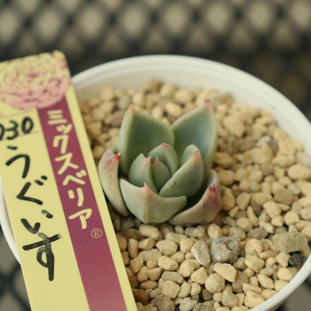 【おらいさん苗 】そわそわ、白玉美尼ほか10苗セット（多肉植物）