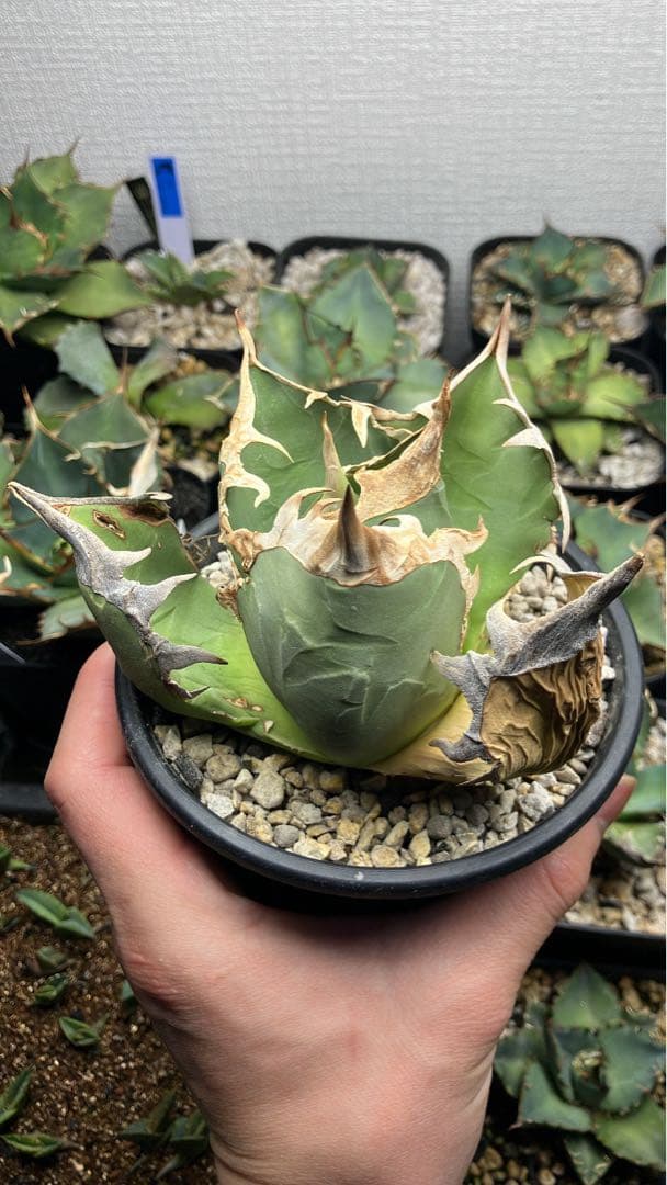 アガベ　オアハカwild 現地株