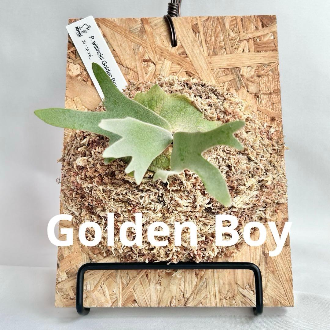 P. wilinckii Golden Boy spore【1】