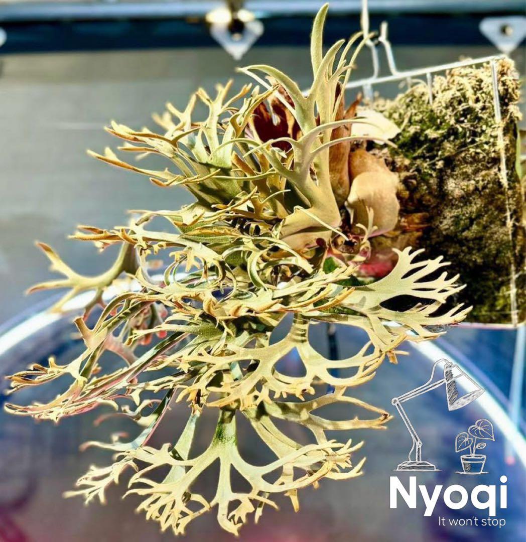 P. wilinckii Golden Boy spore【1】