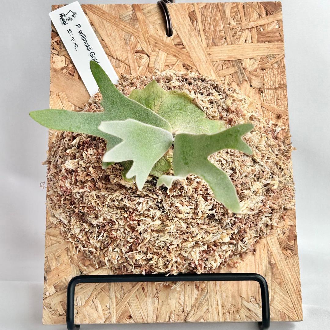 P. wilinckii Golden Boy spore【1】