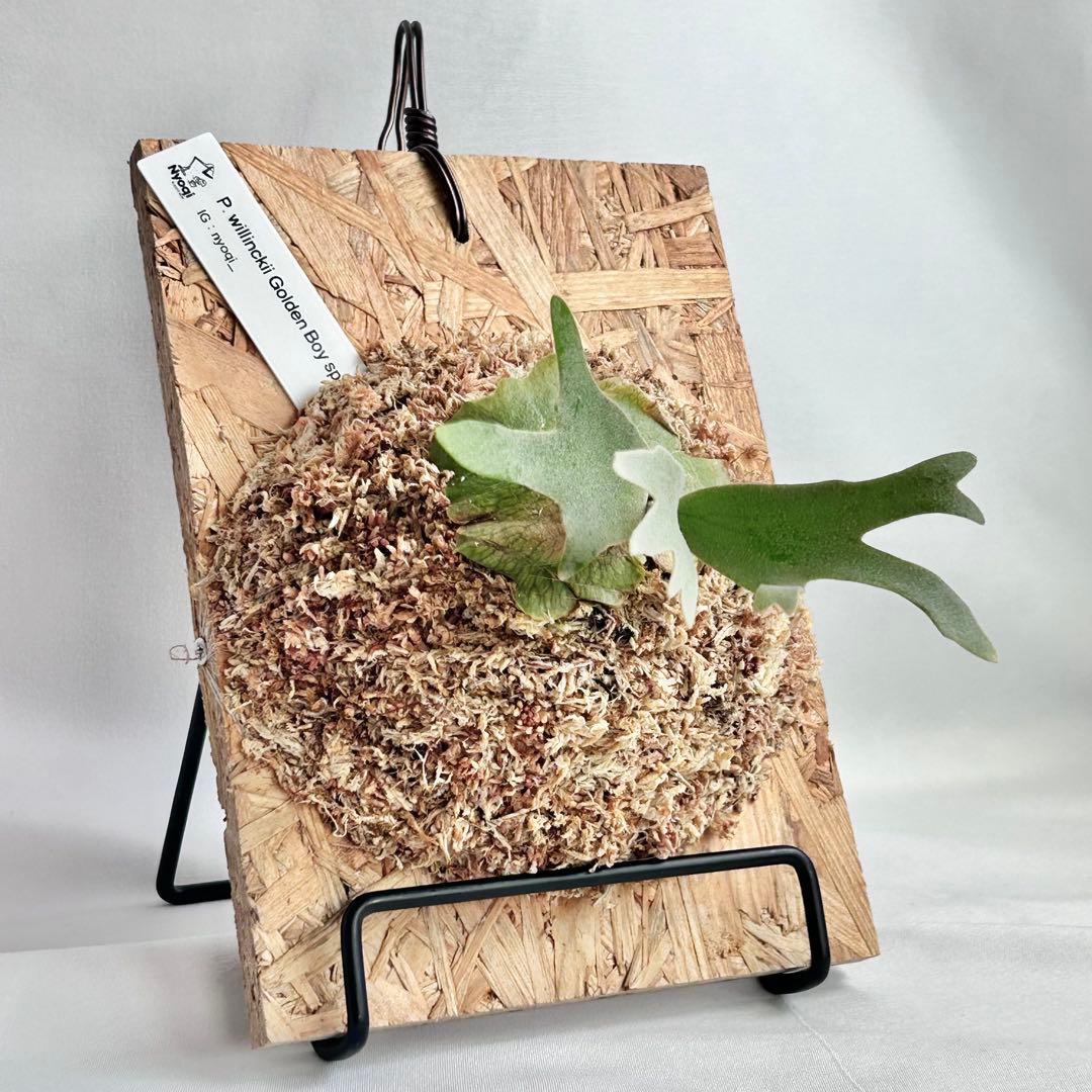 P. wilinckii Golden Boy spore【1】