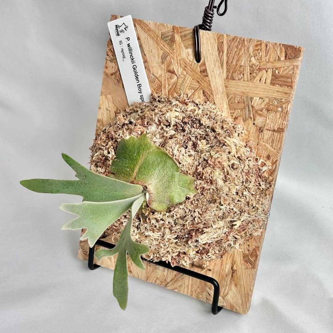 P. wilinckii Golden Boy spore【1】