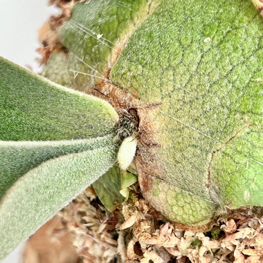 P. wilinckii Golden Boy spore【1】