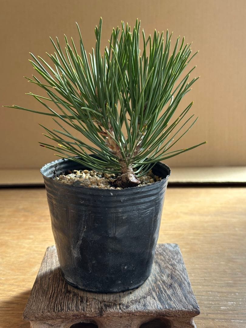 盆栽素材 黒松瑞宝-2