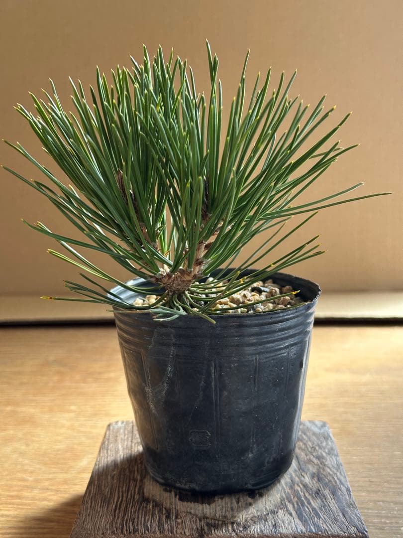 盆栽素材 黒松瑞宝-2