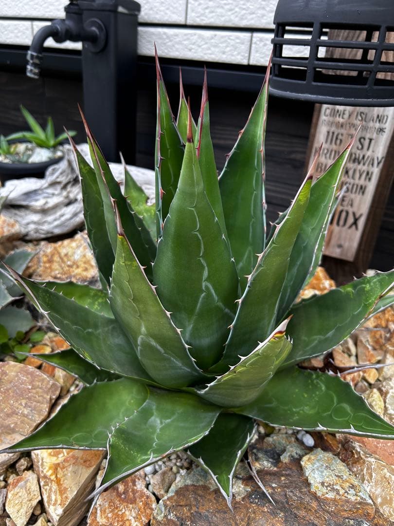 アガベ モンタナ