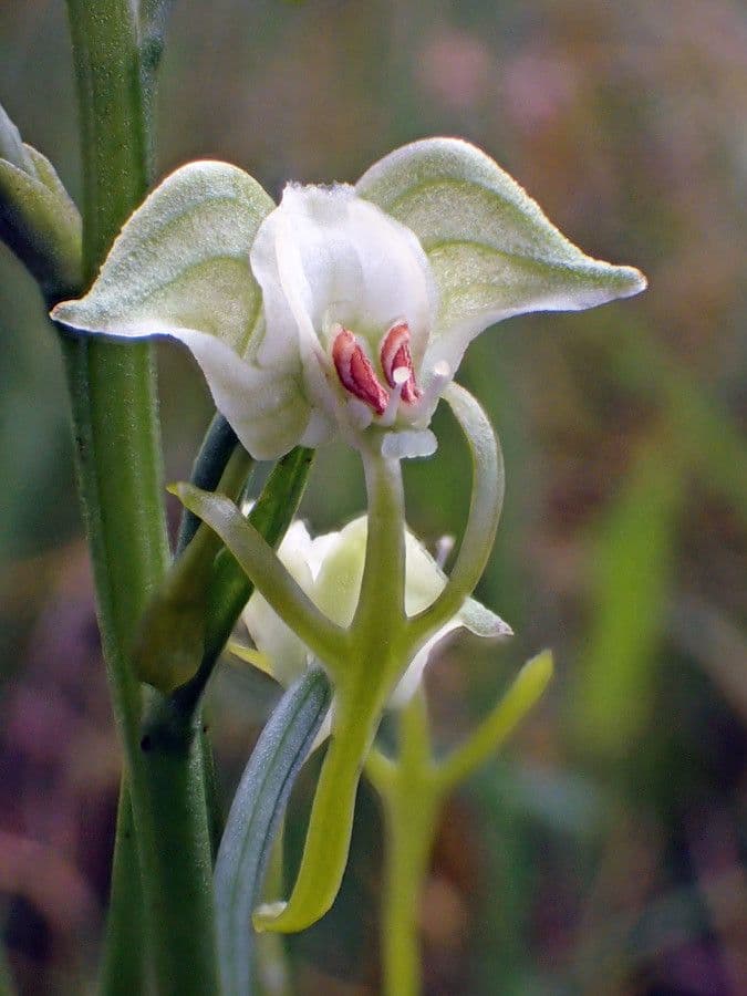 バシクルモン、ミズトンボソウ