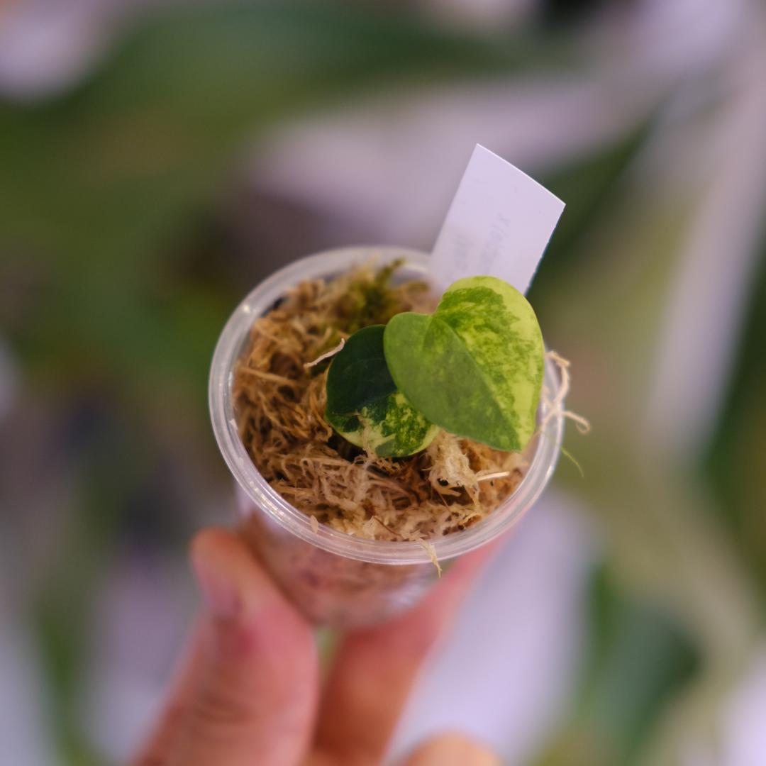 A.(Papi var×Crys marble) × (Dress×X-Ray)