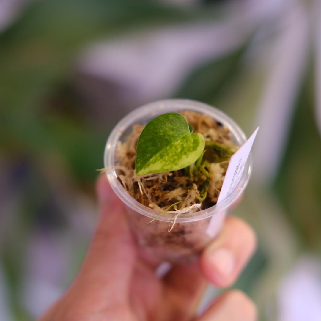 A.(Papi var×Crys marble) × (Dress×X-Ray)