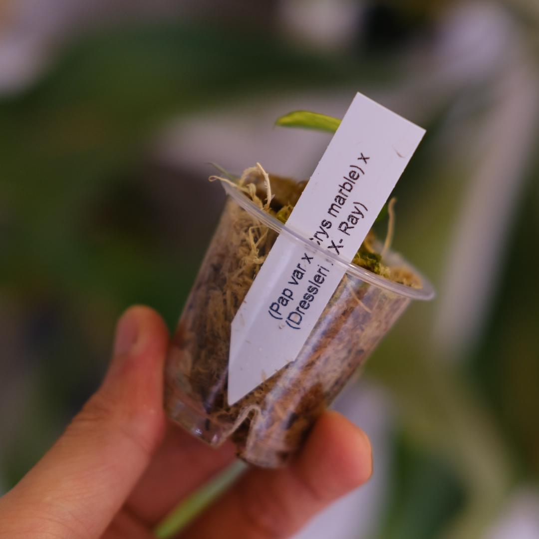 A.(Papi var×Crys marble) × (Dress×X-Ray)