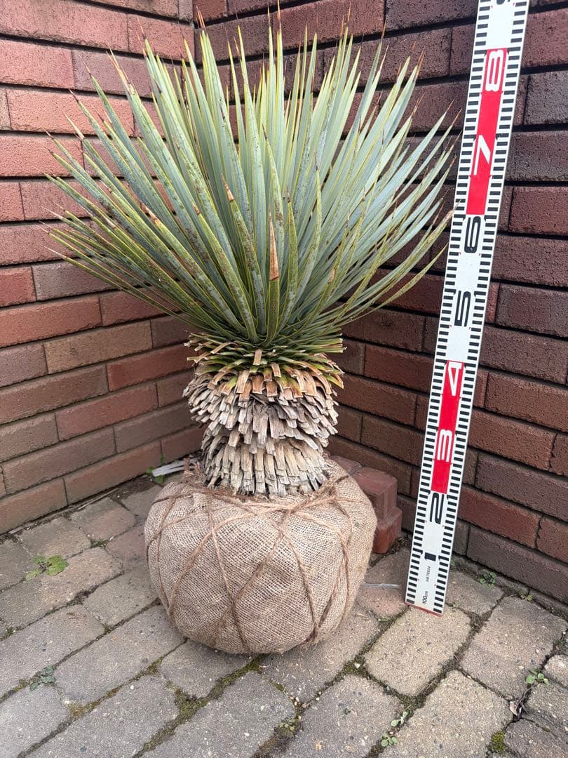 早いもの勝ち　ユッカ　ロストラータ