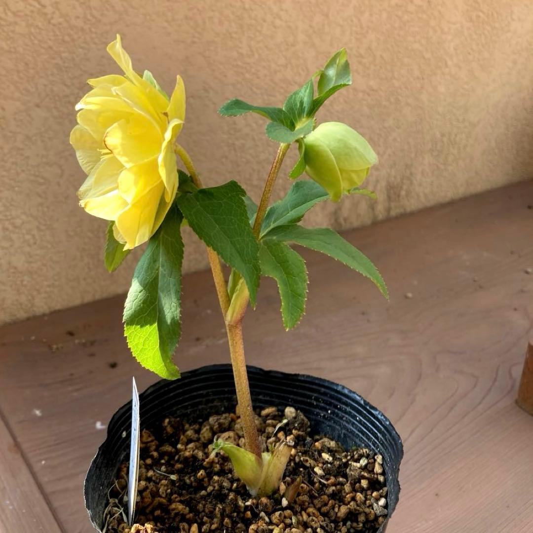 クリスマスローズ開花株 加藤農園　メロンゴールド