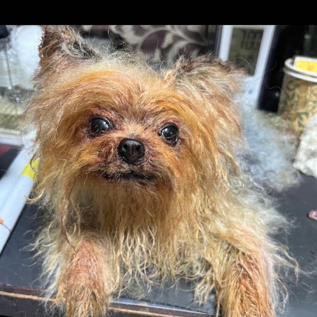 ヨークシャテリア