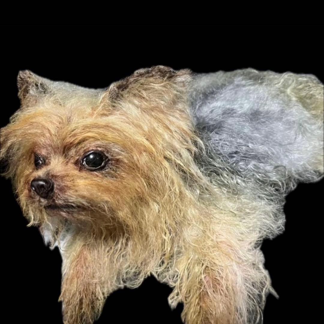 ヨークシャテリア