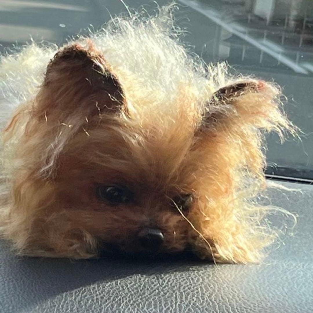 ヨークシャテリア