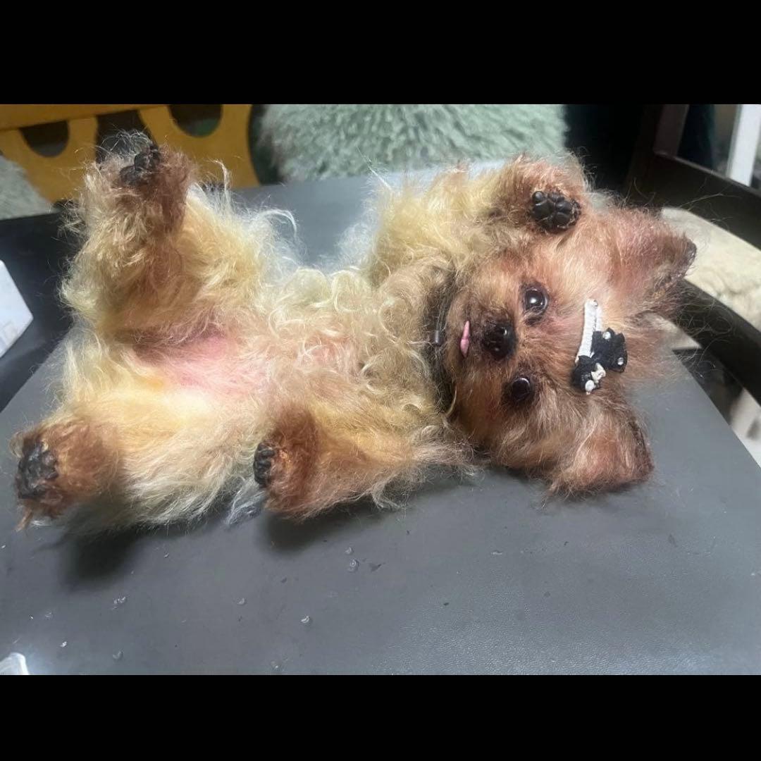 ヨークシャテリア