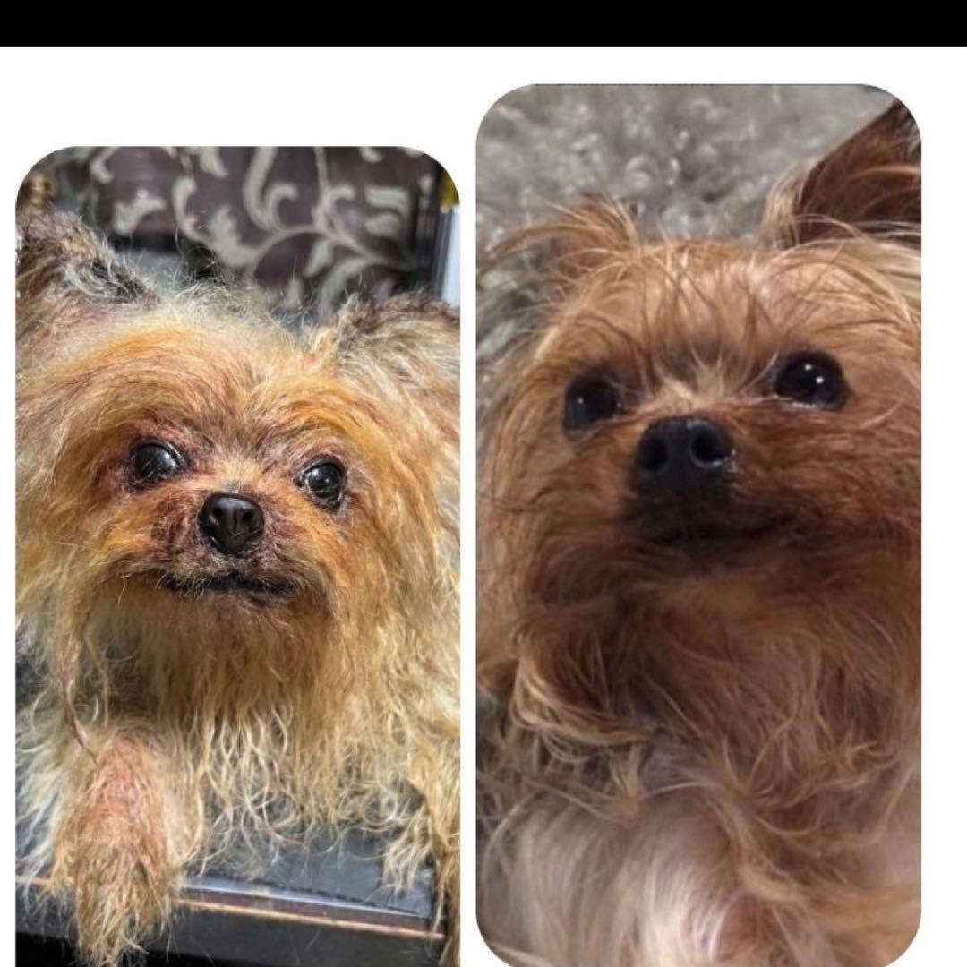 ヨークシャテリア