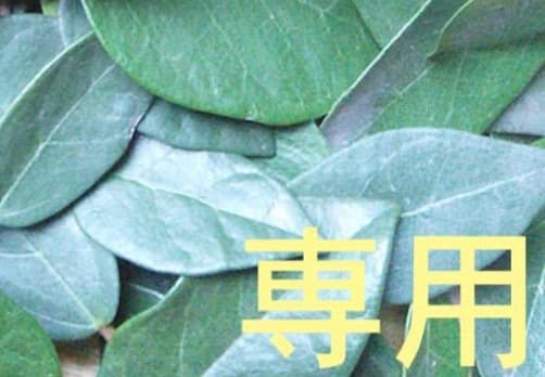 28日 迄【リピート shinano】 ドテラ 3点 CP