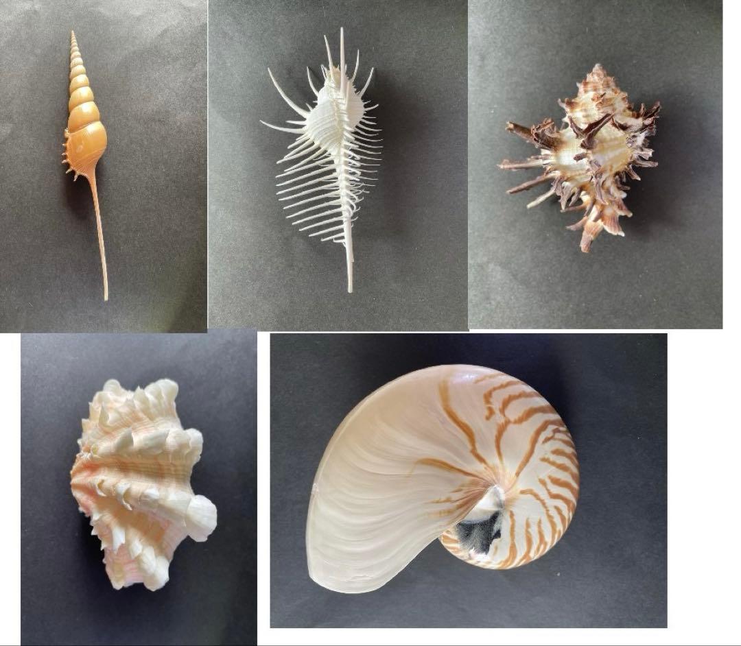 【極美品】天然 貝殻 5点豪華セット（オウムガイ・ホネガイ・シノマキガイ他）