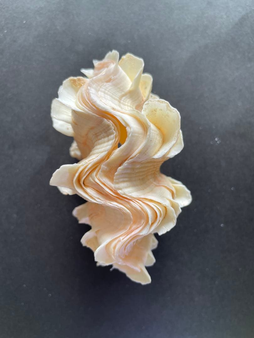 【極美品】天然 貝殻 5点豪華セット（オウムガイ・ホネガイ・シノマキガイ他）